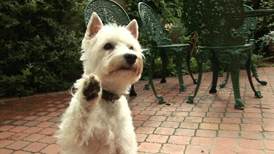 dog hi five