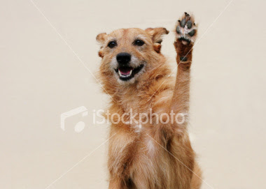happy dog high five