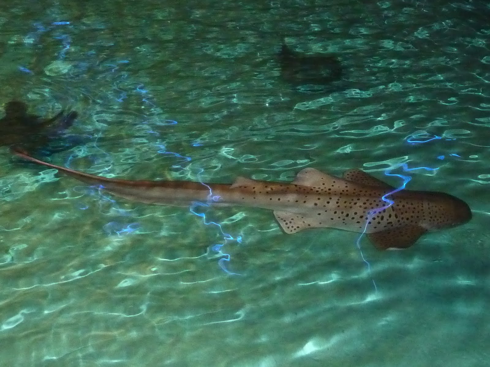 Ben's Journal The Baltimore Aquarium