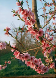 Peach Flowering again