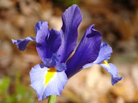 Gorgeous iris.