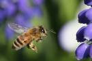 Abeja en una flor