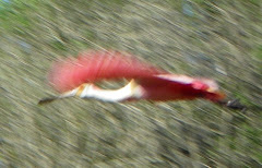 roseate spoonbill