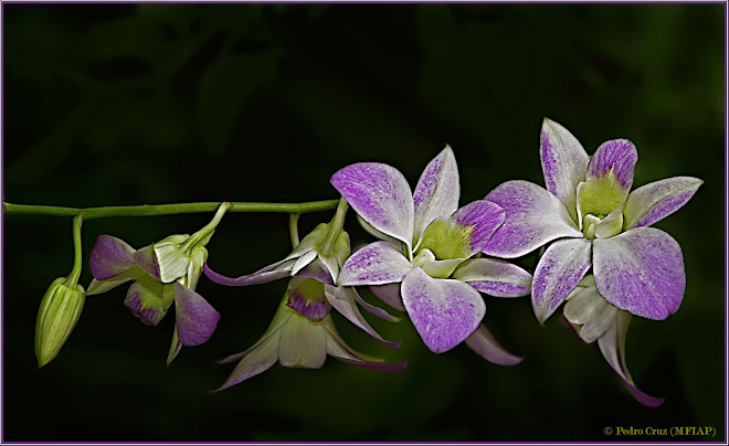 orquidea