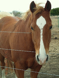 MY horse Cisco