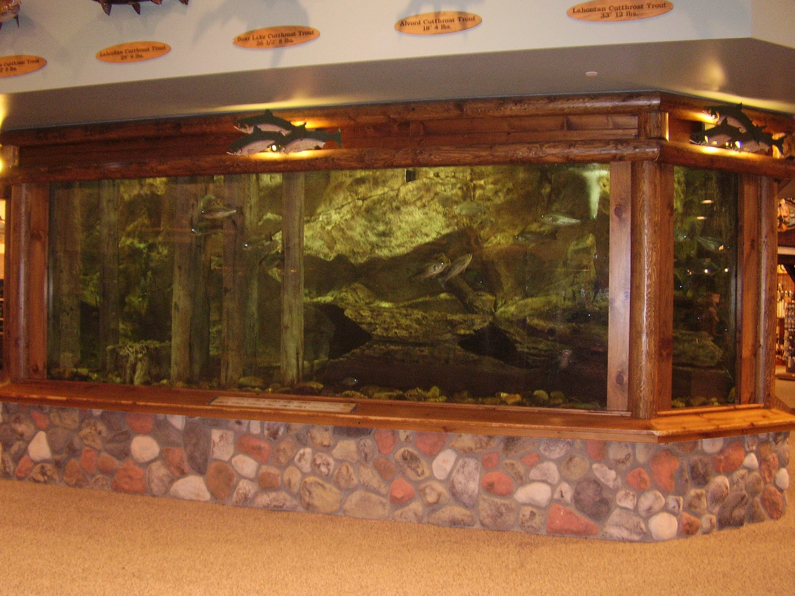 Pineconeannie: Fish tank at Cabela's