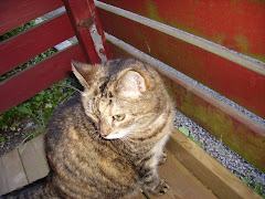 Det här är Tigris, en mycket älskad kattdam, som tyvärr gick bort,