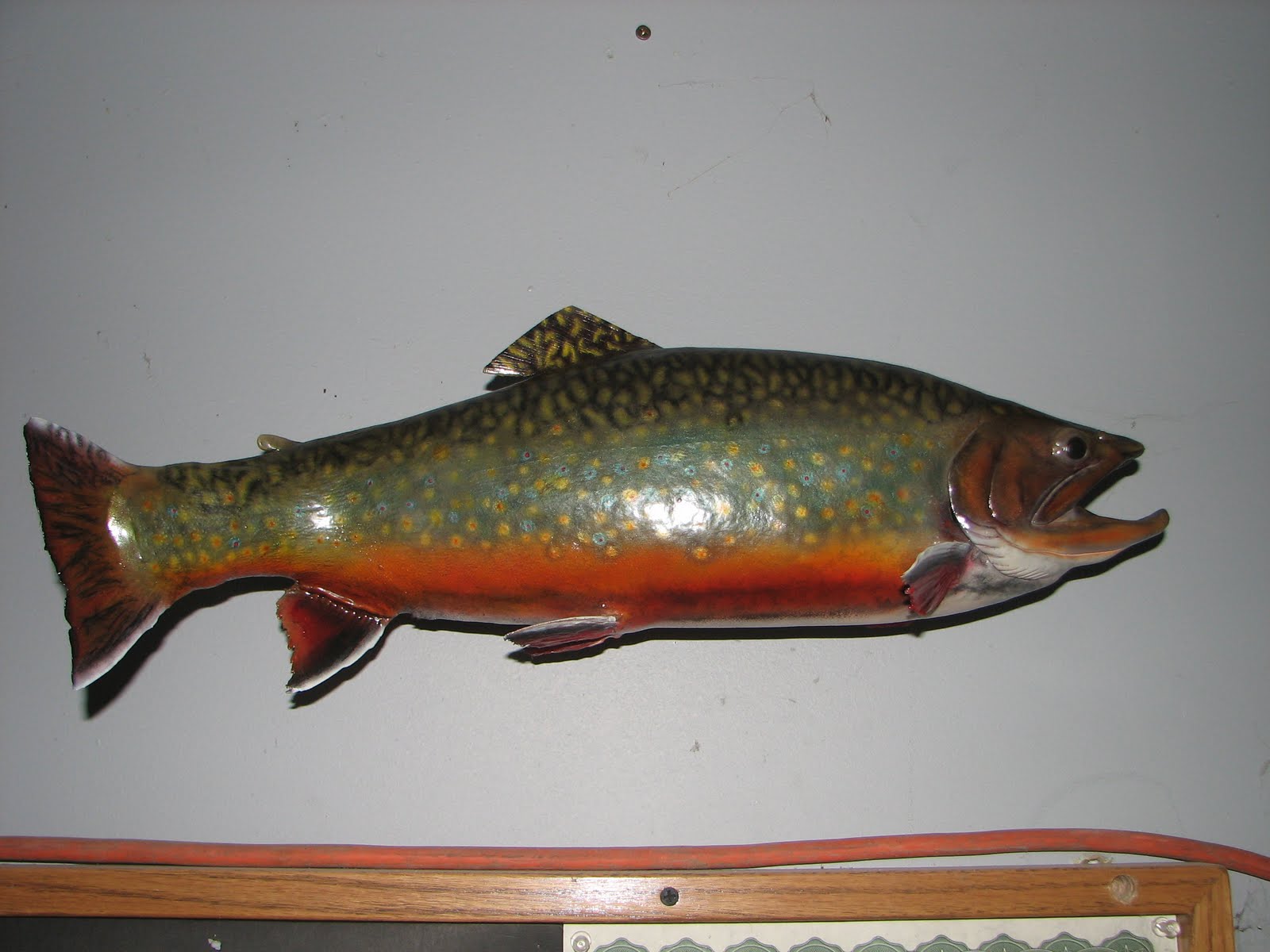 All Seasons Taxidermy Brook Trout Skin Mount