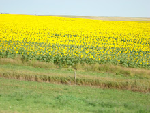 Sunflowers