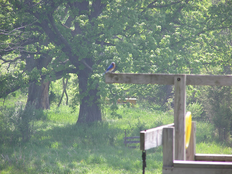 Blue Bird