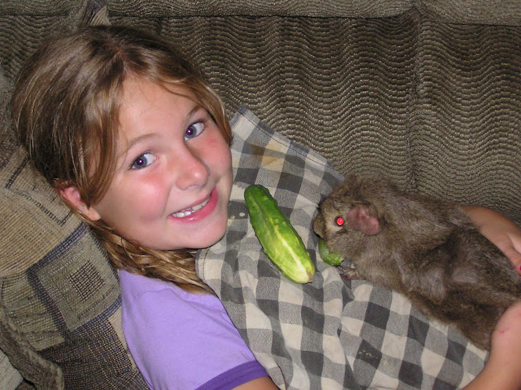 Guinnea Pigs Love Cukes!