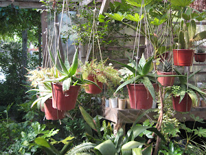 hay en ese invernadero estube el domingo y trage 10 nuevos a mi coleccion