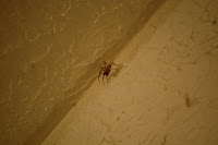 The spiders are moving in.