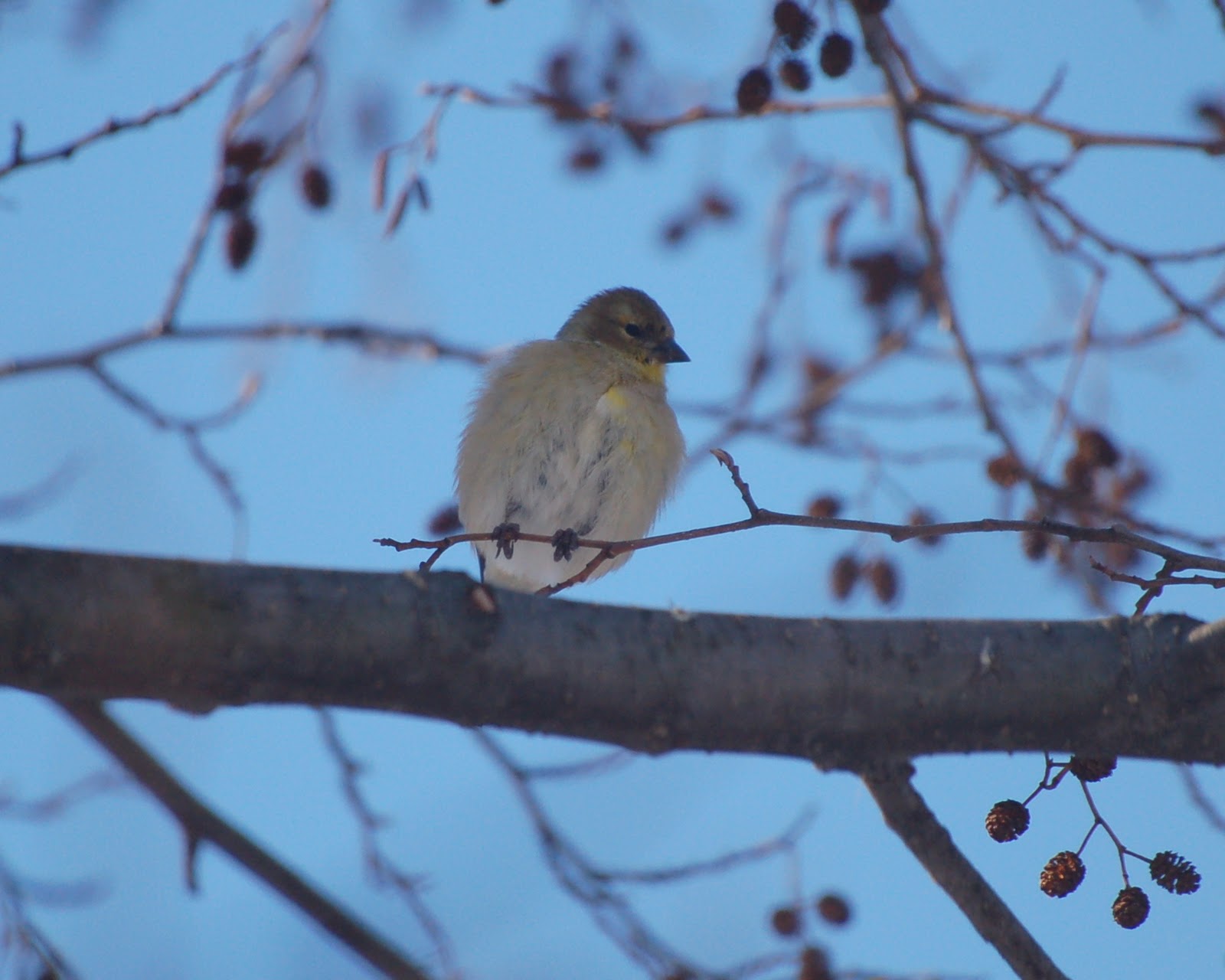 Blobbybirdman's Peregrinations: Winter finches