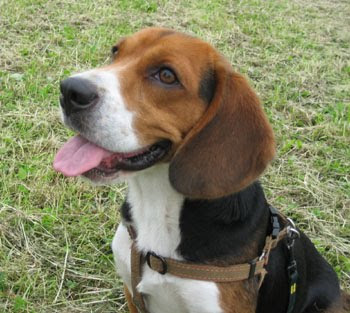 Beagle Popular Dog