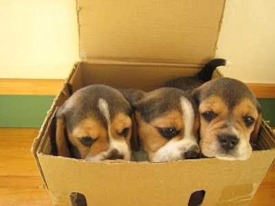Beagle Puppies Picture