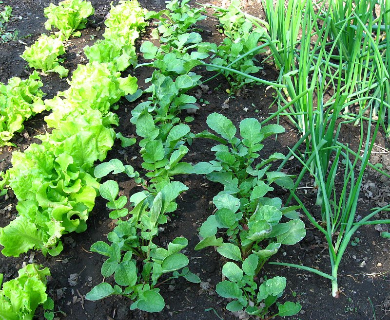 Spring Cropping FeltSewGood: How Does Your Garden Grow?