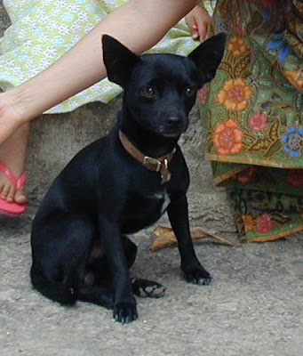 Black Chihuahua