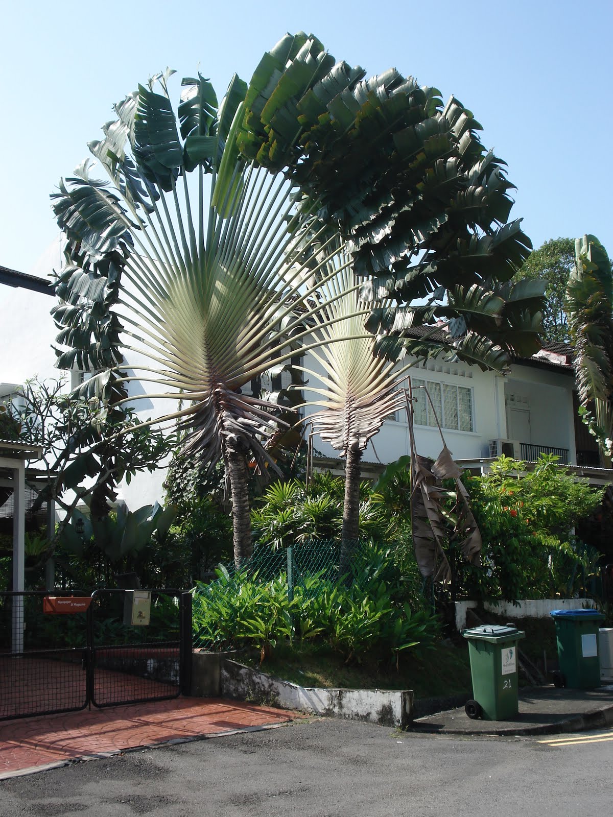 Lisa's Korean Adventure Huge palm trees