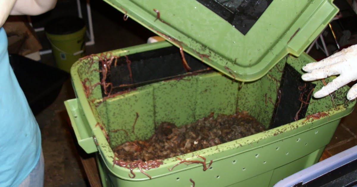 Worm Fancy: Keeping Worms Alive in High Temperatures -- Sacramento area ...