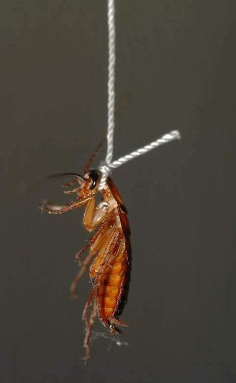 Suicide_Cockroach.jpg