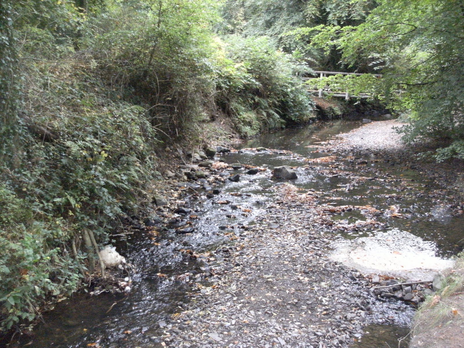ADSEA Strangford Lough Sea Trout Project Fish kill, Crawfordsburn River