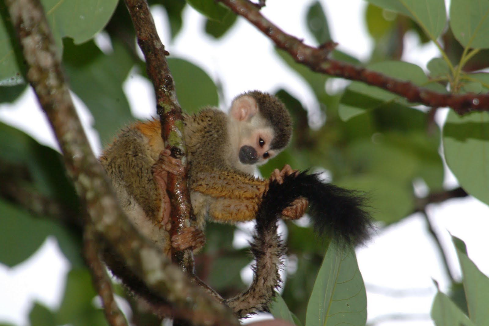 Costa Rica Insights: Squirrel Monkey or Mono Titi (in Spanish)….. We´re ...