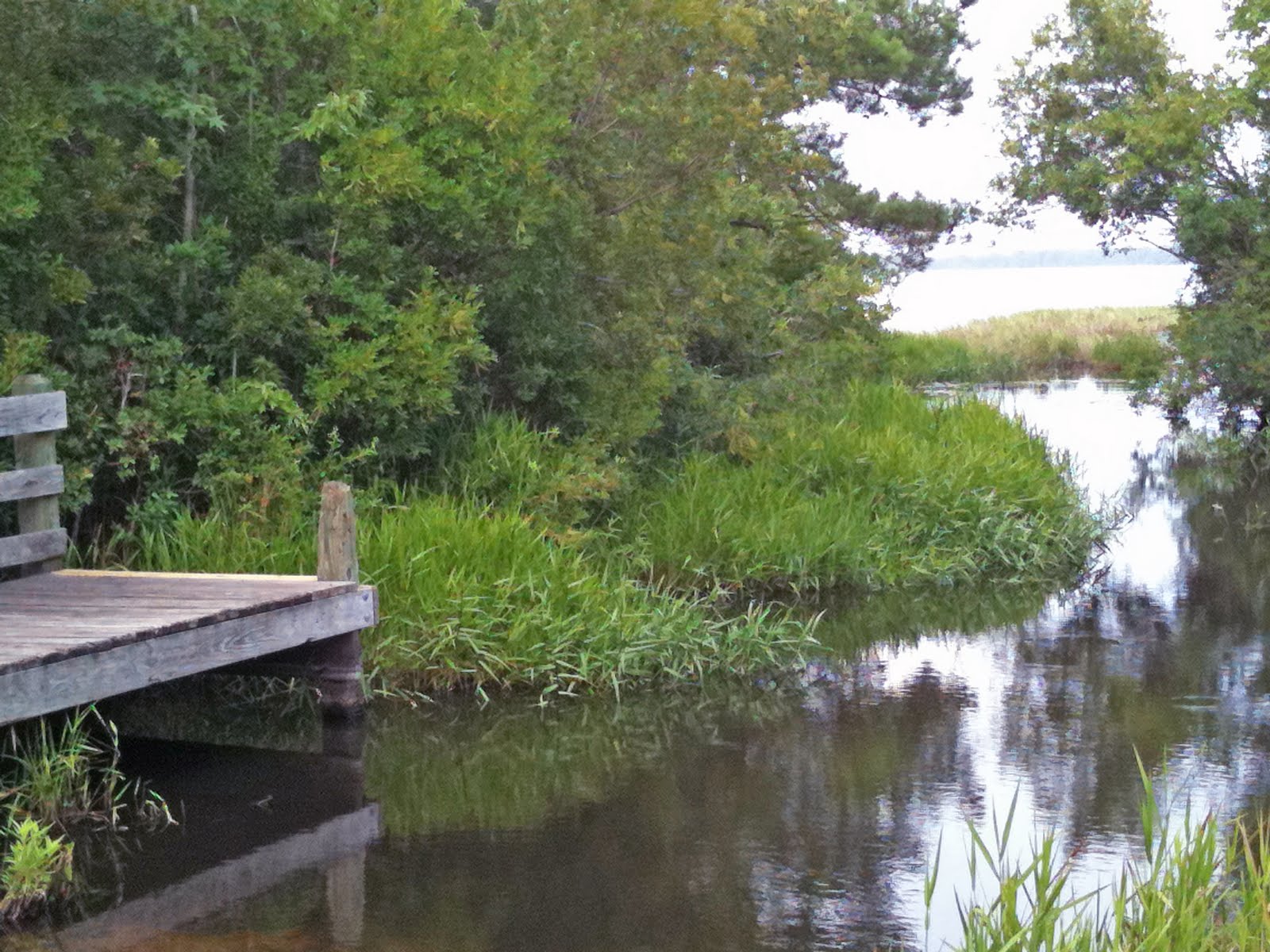 A Day in the Life of Me Picture of the Day Croatan National Forest