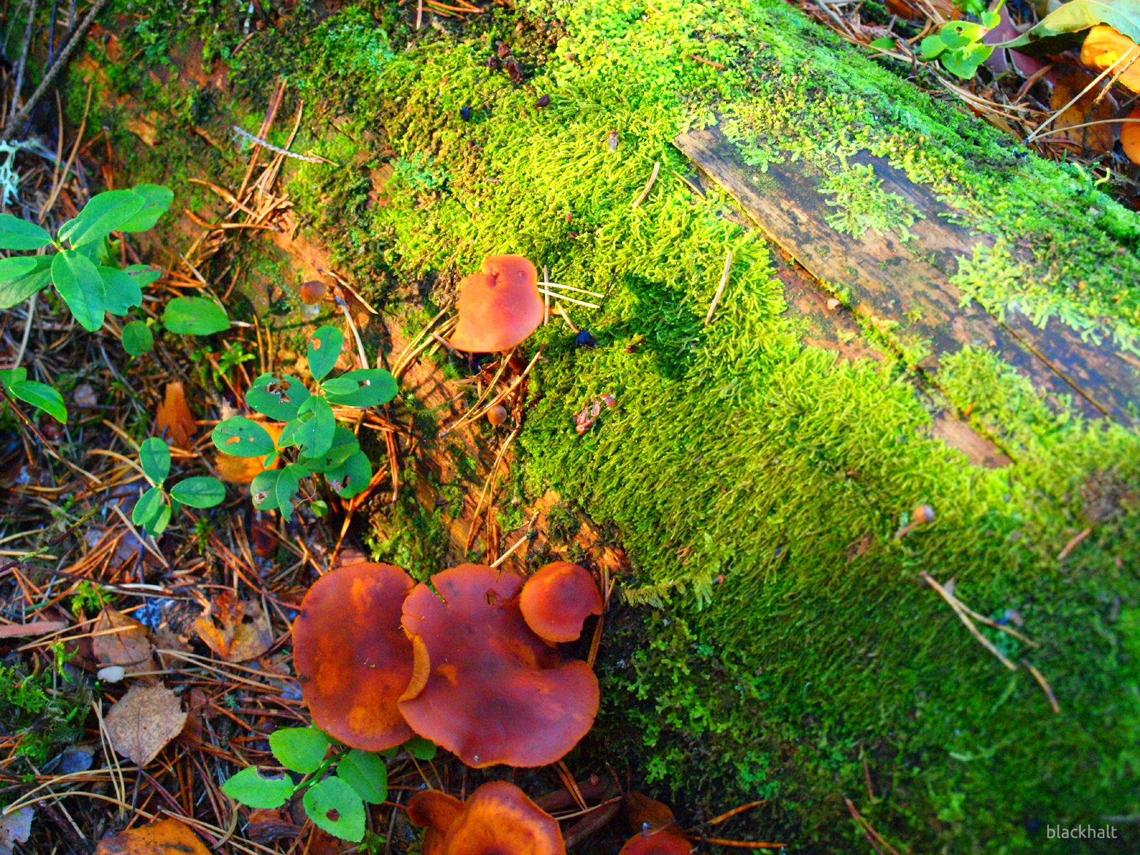 Rudens, mežs, krāsas - PhotoBlogSite