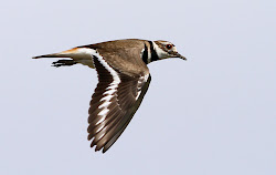 do killdeer birds fly 6