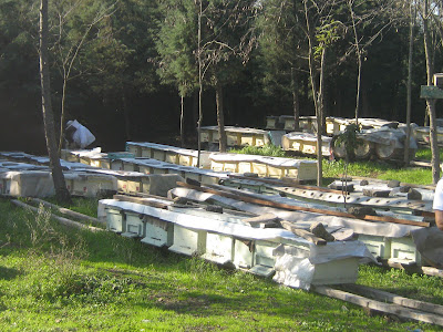 Arıcılık Muhabbetleri