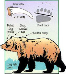 BROWN BEAR: Grizzly