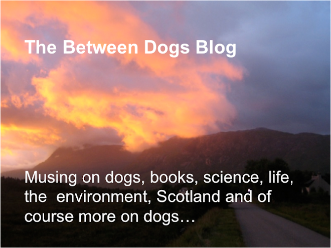 The between dogs blog