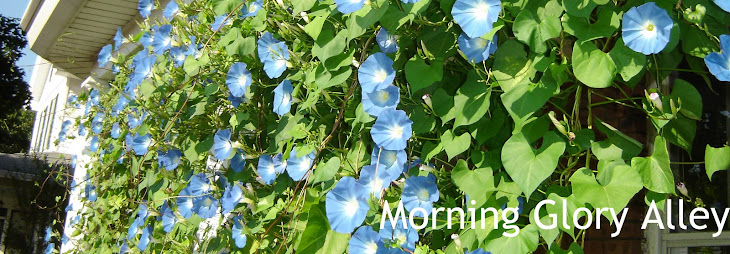 Morning Glory Alley