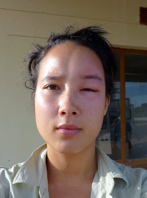 safari kalahari: Wasp Attack!