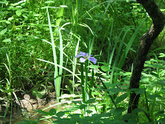 Louisiana Iris Along Wet Weather Creek