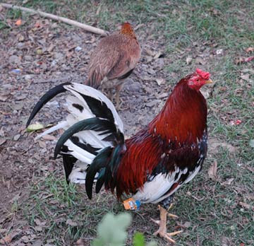 Game Cock Fighting 49