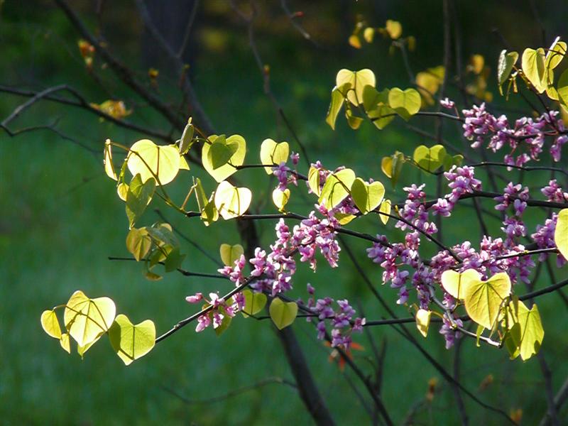 Eastern Redbud in Virginia