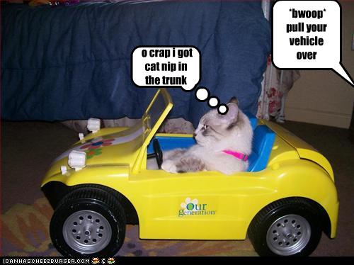 [funny-pictures-cat-gets-pulled-over.jpg]