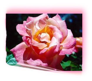 [Peace+Rose.bmp]