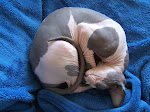 My Hairless Guardian- Shen