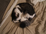 Kinsey- my adorable longhair who lives with my parents