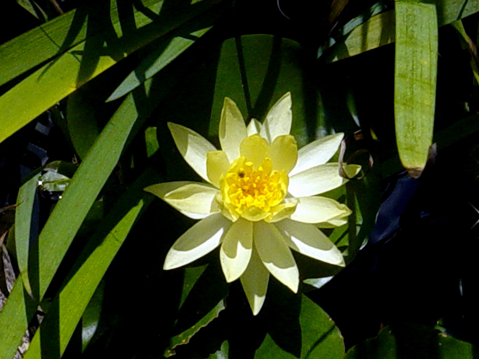 Americus Garden Inn Bed and Breakfast Berries, Bees, and Buds