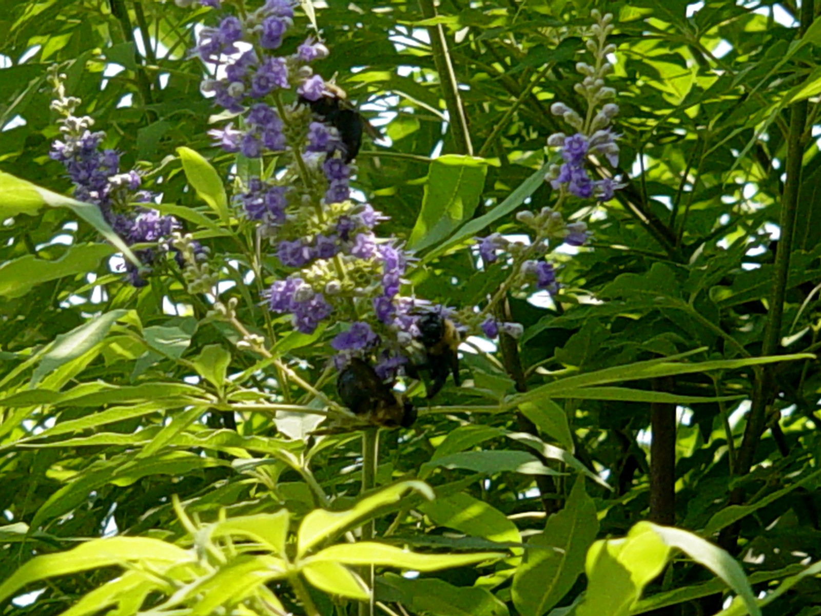 Americus Garden Inn Bed and Breakfast Berries, Bees, and Buds