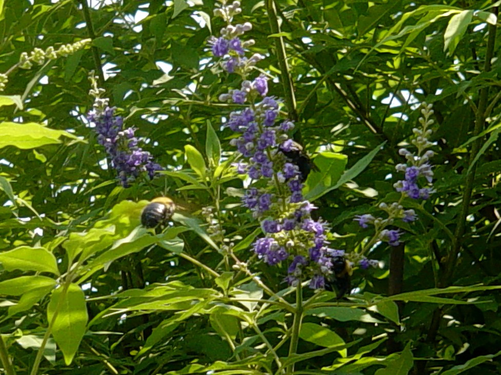 Americus Garden Inn Bed and Breakfast Berries, Bees, and Buds