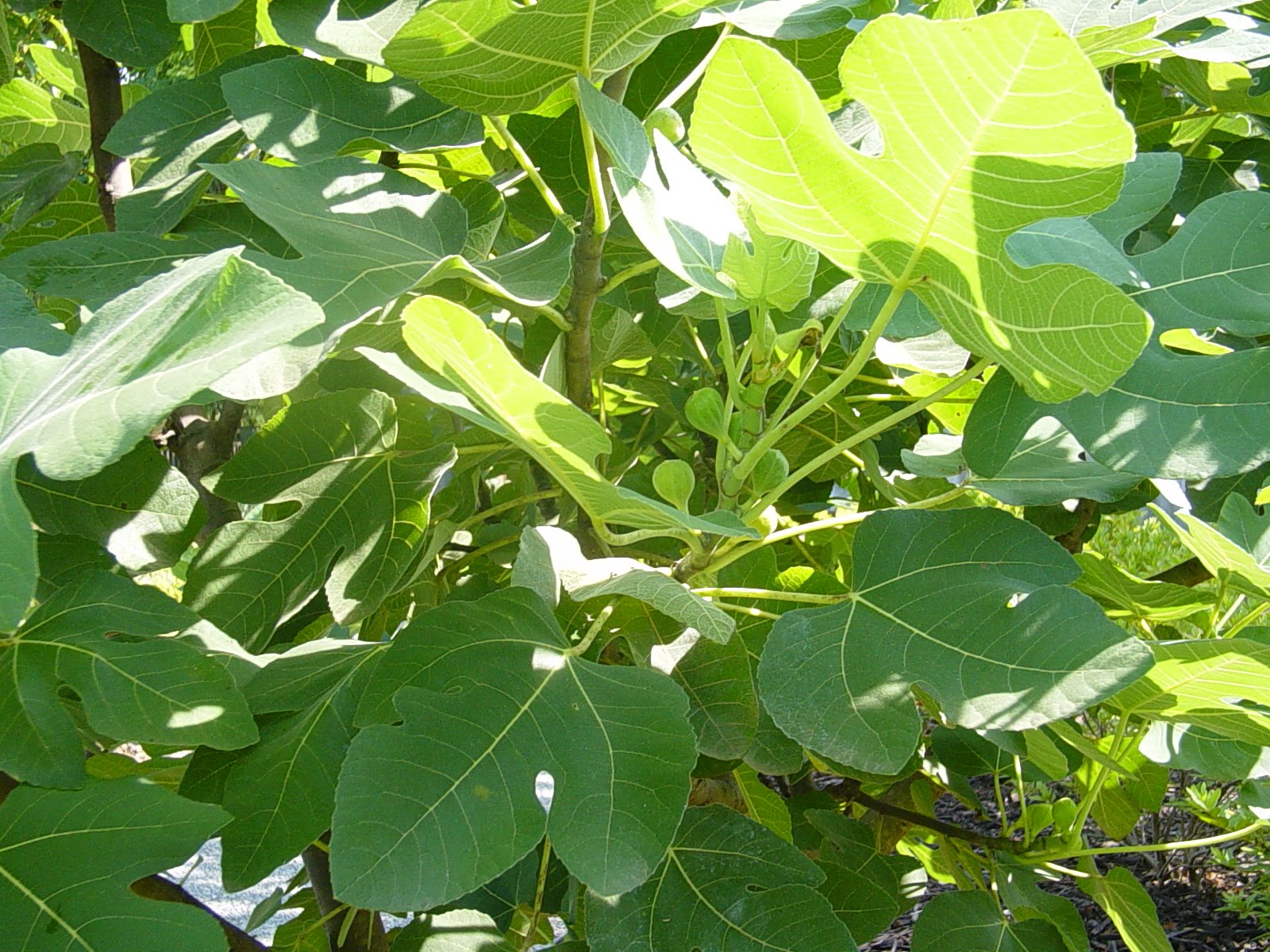 Americus Garden Inn Bed and Breakfast Berries, Bees, and Buds