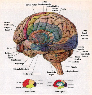 Imagenes del cerebro y sus partes