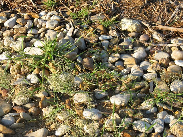 Plains LoveGrass