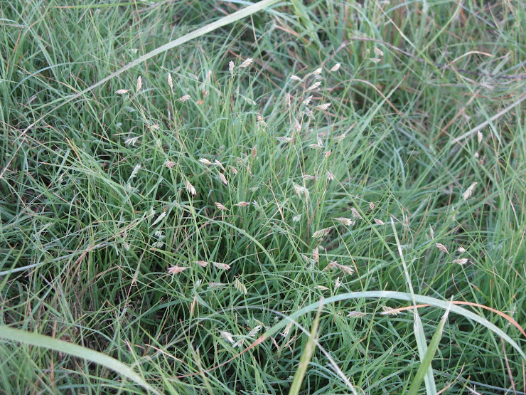 Buffalo Grass