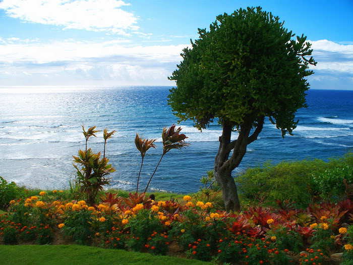 Outstanding Flower Garden Photos